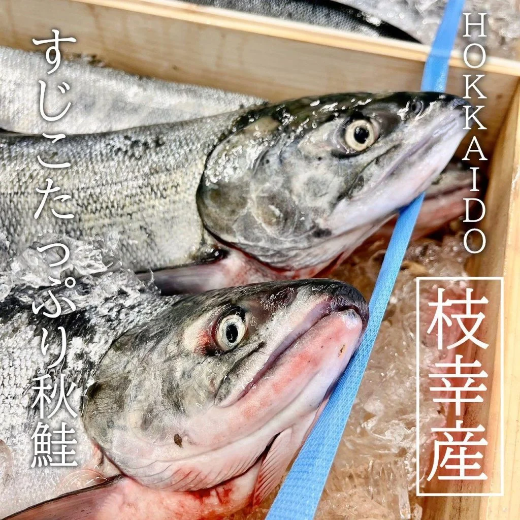 【すじこたっぷり秋鮭🐟】