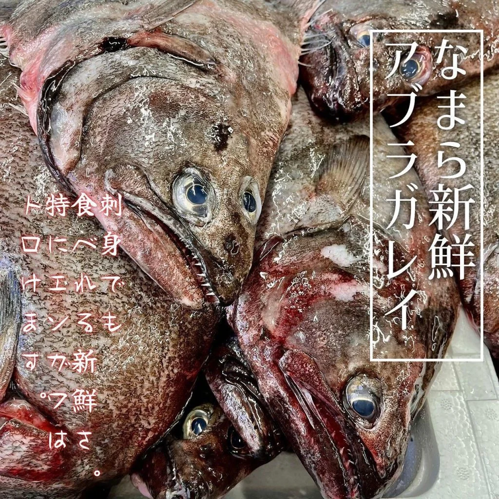 【羅臼産アブラガレイ入荷🐟】@北海道/札幌/居酒屋/個室/海鮮/焼鳥/喫煙可/人気/おすすめ/宴会/飲み放題/日本酒